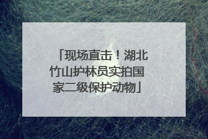 现场直击！湖北竹山护林员实拍国家二级保护动物