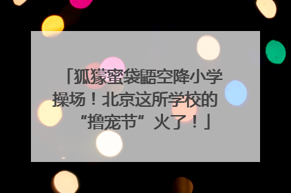 狐獴蜜袋鼯空降小学操场！北京这所学校的“撸宠节”火了！