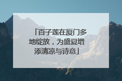 百子莲在厦门多地绽放，为盛夏增添清凉与诗意