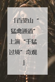 百望山“猛禽通道”上演“千猛过境”奇观