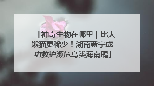 神奇生物在哪里｜比大熊猫更稀少！湖南新宁成功救护濒危鸟类海南鳽