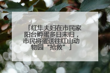 红隼夫妇在市民家阳台孵蛋多日未归，市民将蛋送往红山动物园“抢救”