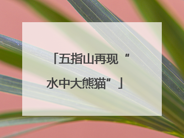 五指山再现“水中大熊猫”
