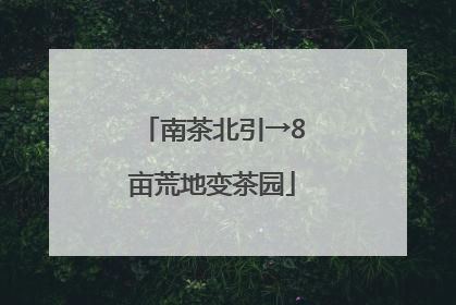 南茶北引→8亩荒地变茶园