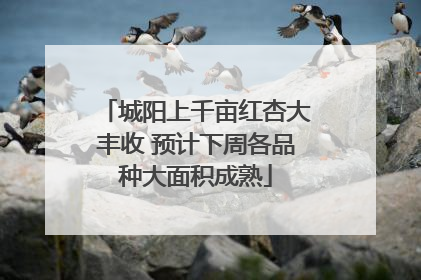城阳上千亩红杏大丰收 预计下周各品种大面积成熟