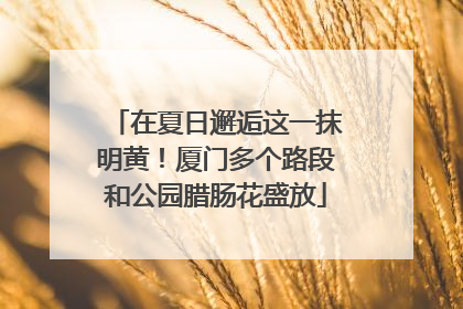在夏日邂逅这一抹明黄！厦门多个路段和公园腊肠花盛放