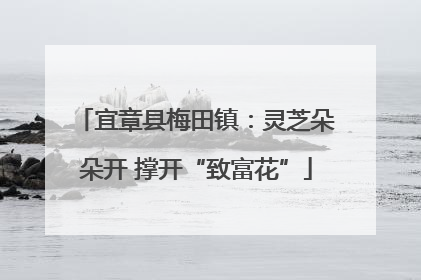 宜章县梅田镇：灵芝朵朵开 撑开“致富花”