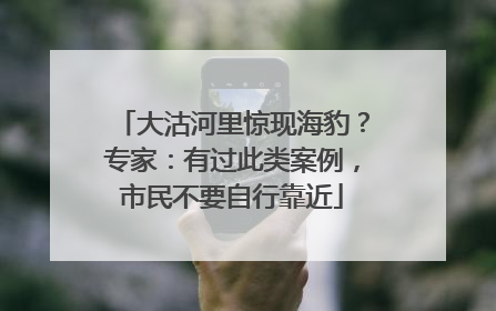 大沽河里惊现海豹？专家：有过此类案例，市民不要自行靠近