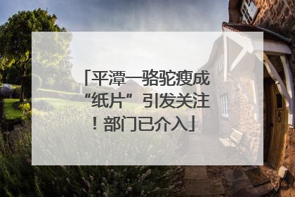 平潭一骆驼瘦成“纸片”引发关注！部门已介入