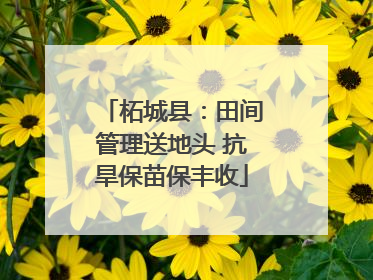 柘城县：田间管理送地头 抗旱保苗保丰收
