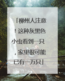柳州人注意！这种灰黑色小虫看到一只，家里很可能已有一万只