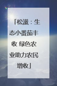 松滋：生态小番茄丰收 绿色农业助力农民增收