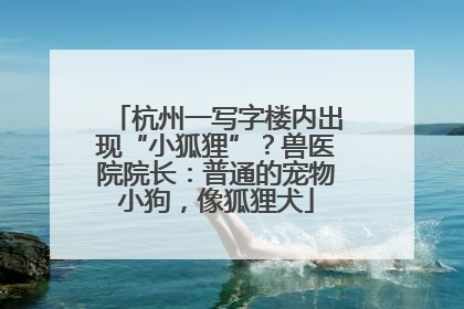 杭州一写字楼内出现“小狐狸”？兽医院院长：普通的宠物小狗，像狐狸犬