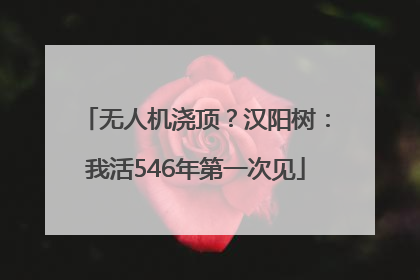 无人机浇顶？汉阳树：我活546年第一次见