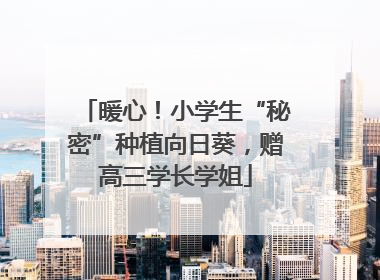 暖心！小学生“秘密”种植向日葵，赠高三学长学姐