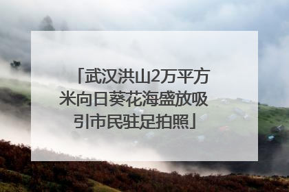 武汉洪山2万平方米向日葵花海盛放吸引市民驻足拍照
