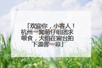 欢迎你，小客人！杭州一窝萌仔组团求喂食，大伯在窗台拍下温馨一幕