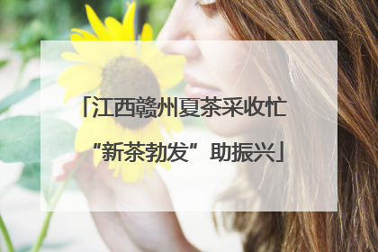 江西赣州夏茶采收忙 “新茶勃发”助振兴