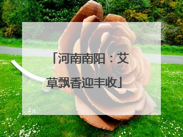 河南南阳：艾草飘香迎丰收