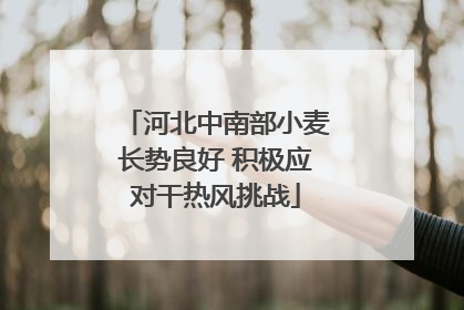 河北中南部小麦长势良好 积极应对干热风挑战