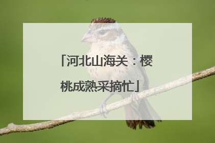 河北山海关：樱桃成熟采摘忙