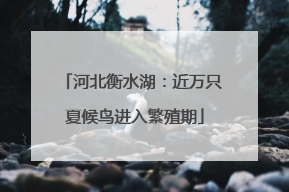 河北衡水湖：近万只夏候鸟进入繁殖期