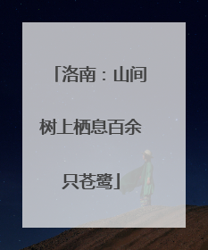洛南：山间树上栖息百余只苍鹭
