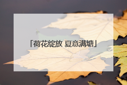 荷花绽放 夏意满塘