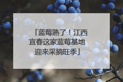 蓝莓熟了！江西宜春这家蓝莓基地迎来采摘旺季