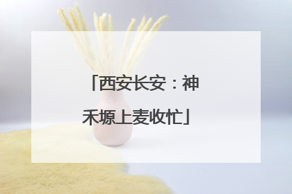 西安长安：神禾塬上麦收忙