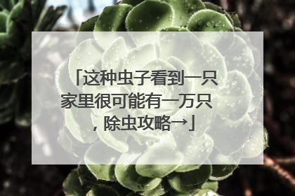 这种虫子看到一只家里很可能有一万只，除虫攻略→