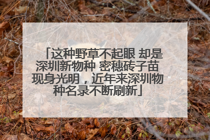 这种野草不起眼 却是深圳新物种 密穗砖子苗现身光明，近年来深圳物种名录不断刷新