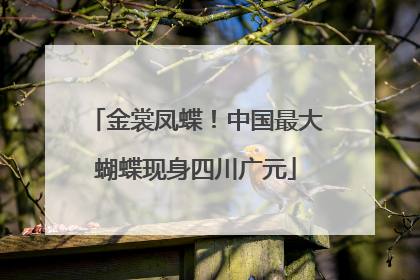 金裳凤蝶！中国最大蝴蝶现身四川广元