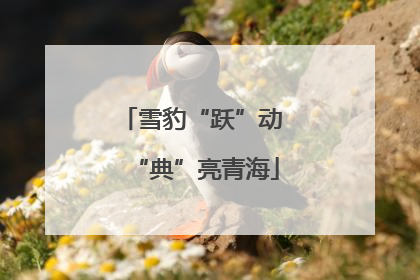 雪豹“跃”动 “典”亮青海