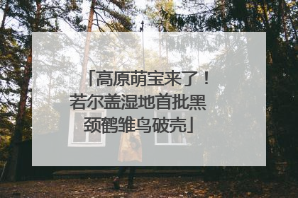 高原萌宝来了！若尔盖湿地首批黑颈鹤雏鸟破壳