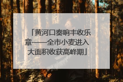 黄河口奏响丰收乐章——全市小麦进入大面积收获高峰期