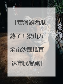黄河滩西瓜熟了！梁山万余亩沙瓤瓜直达市民餐桌